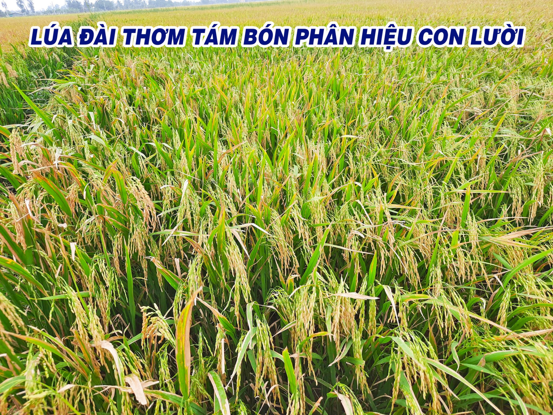 đài thơm tám, thu hoạch, phân,