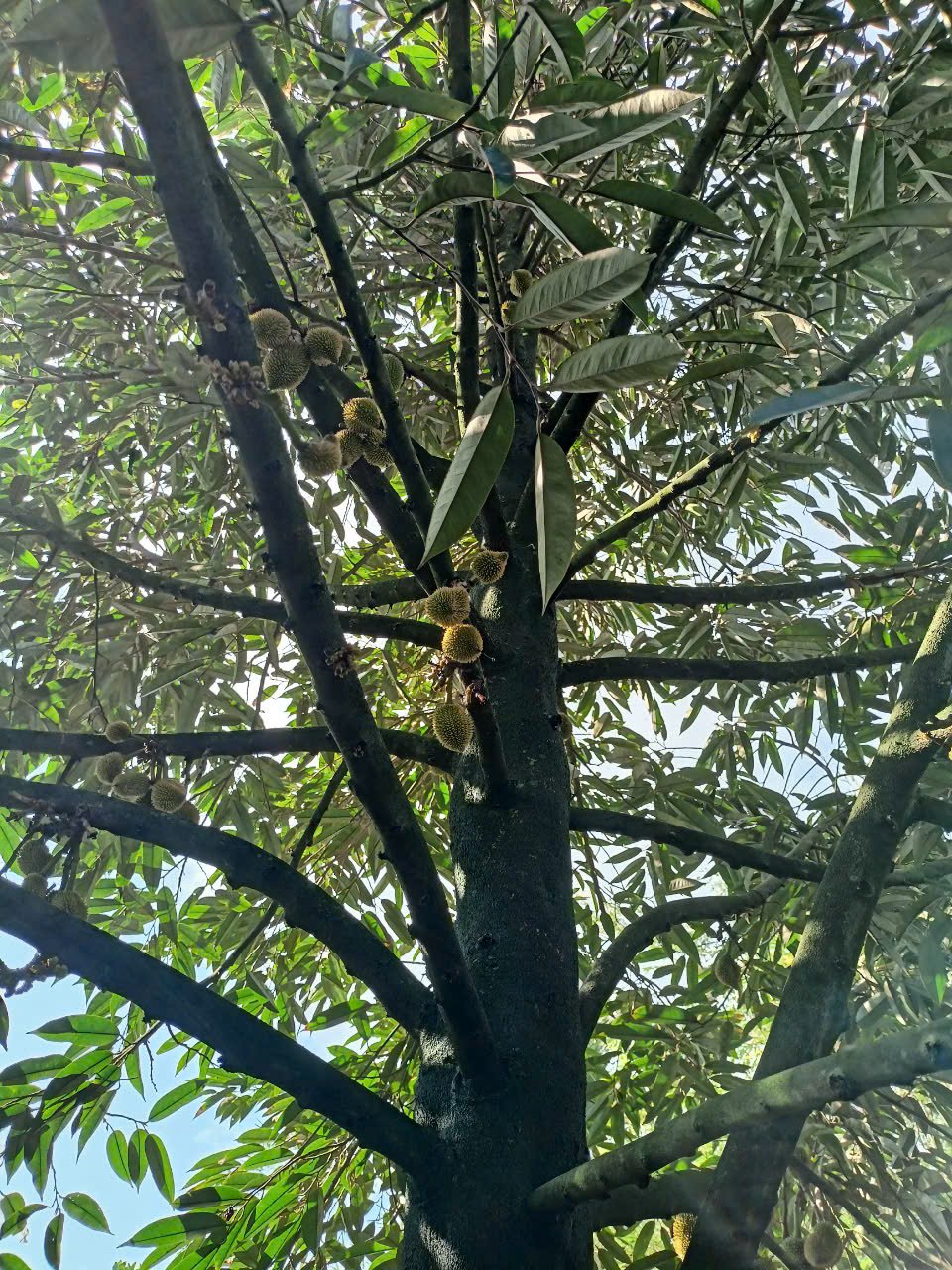 phân bón hiệu con lười,