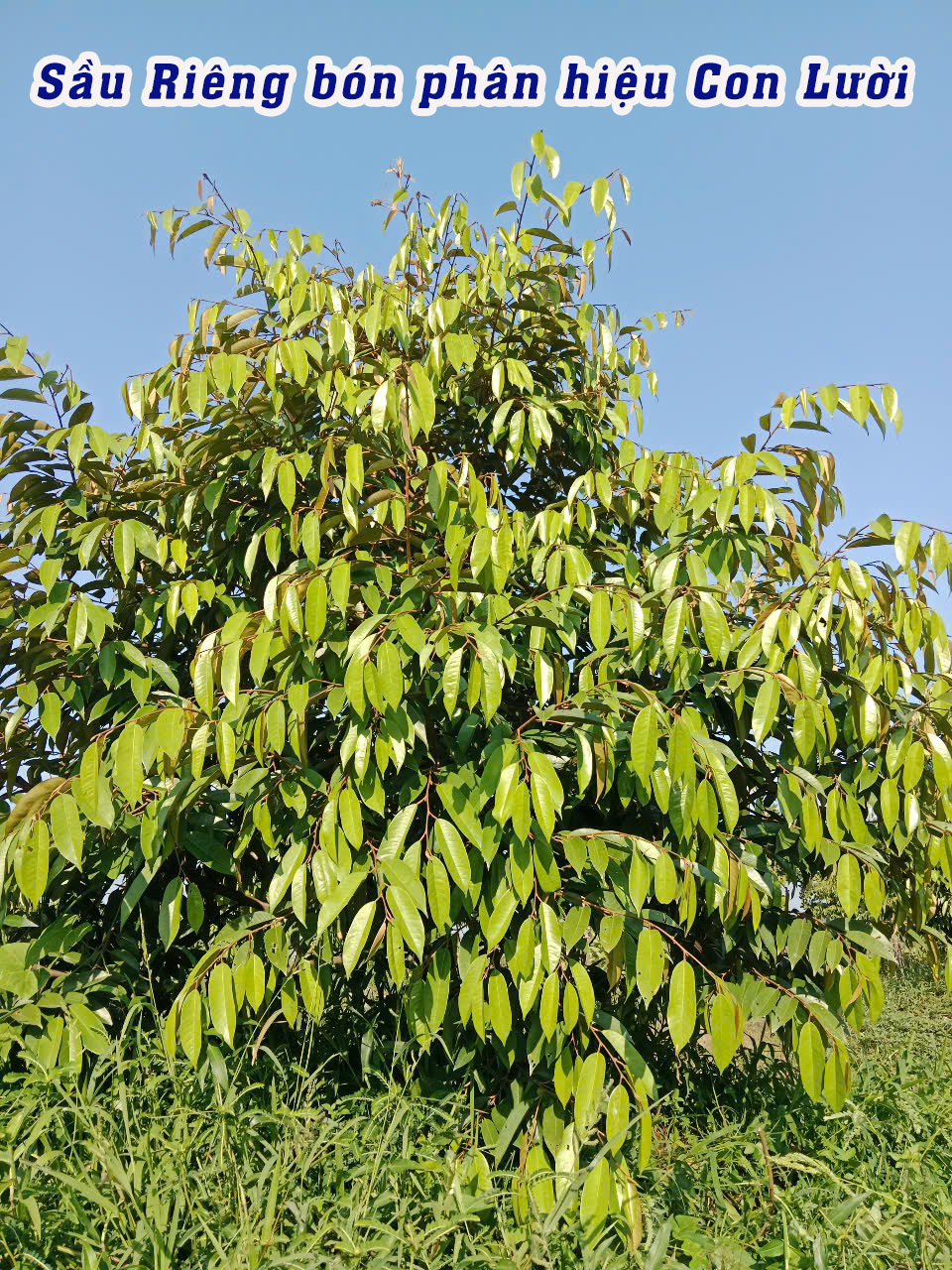 phân hiệu con lười