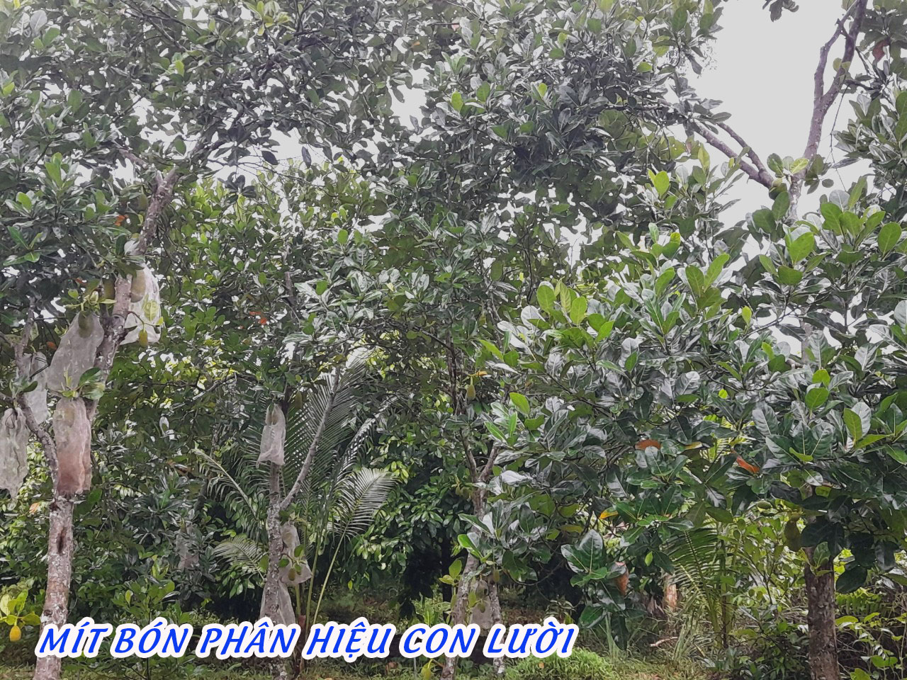 ph&acirc;n b&oacute;n hiệu con lười,
