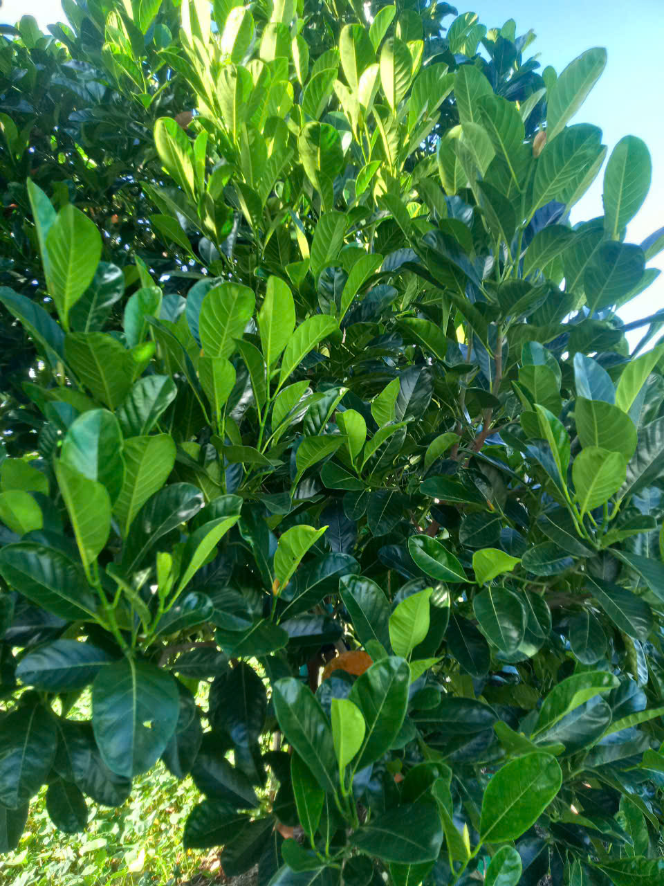 phân bón hiệu con lười,