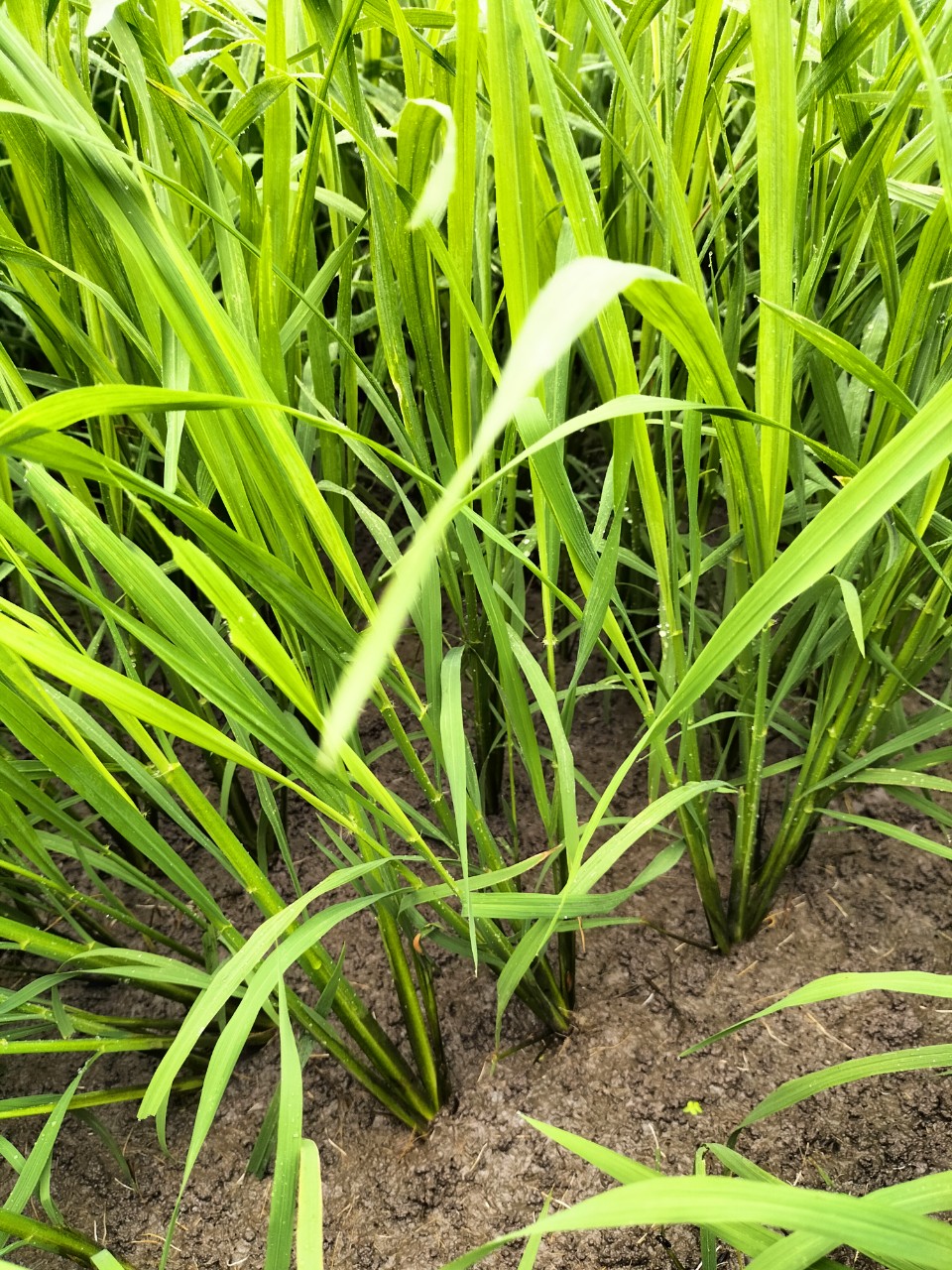 lúa bón phân hiệu con Lười