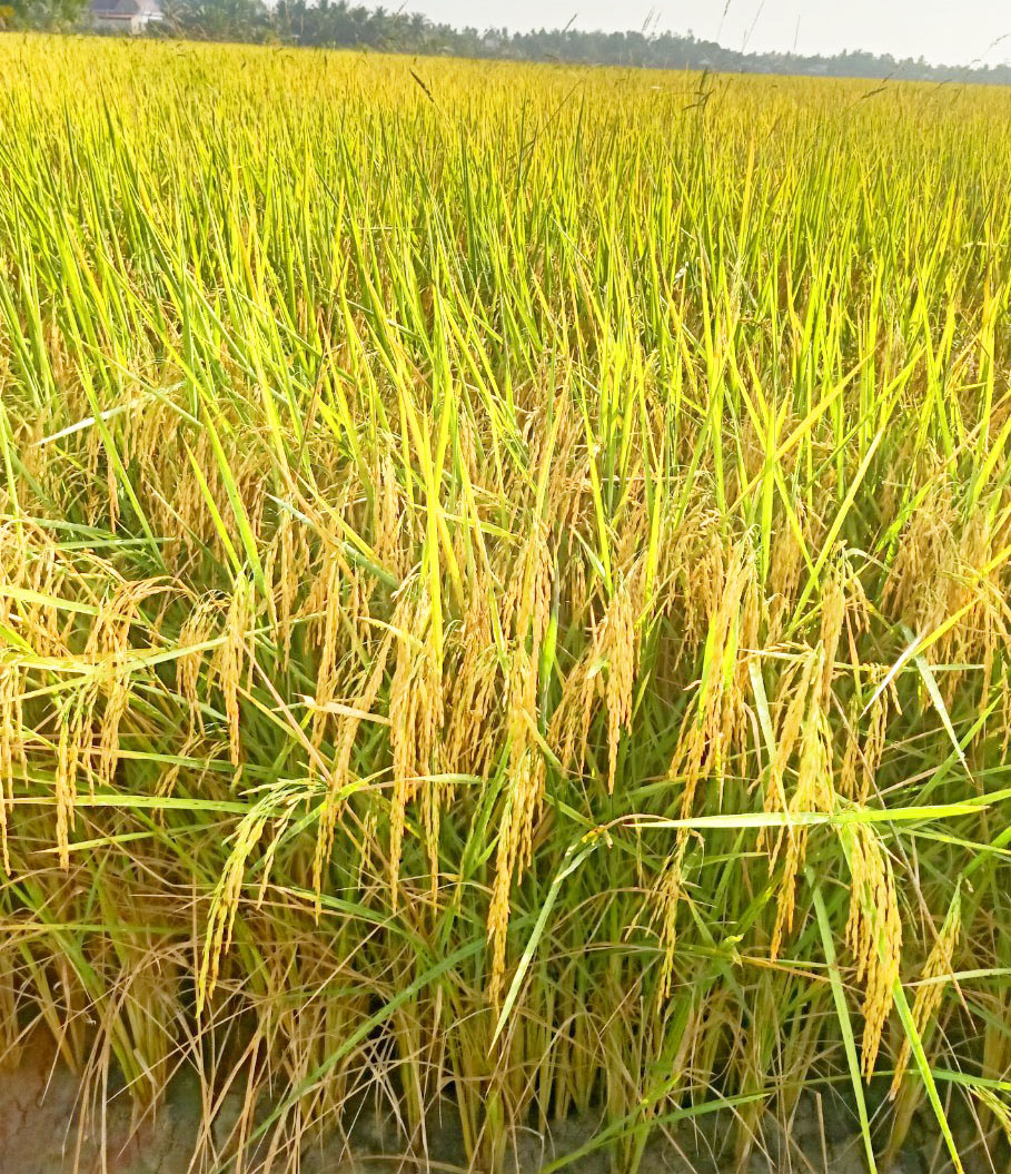 chất lượng gạo ngon nhất thế giới