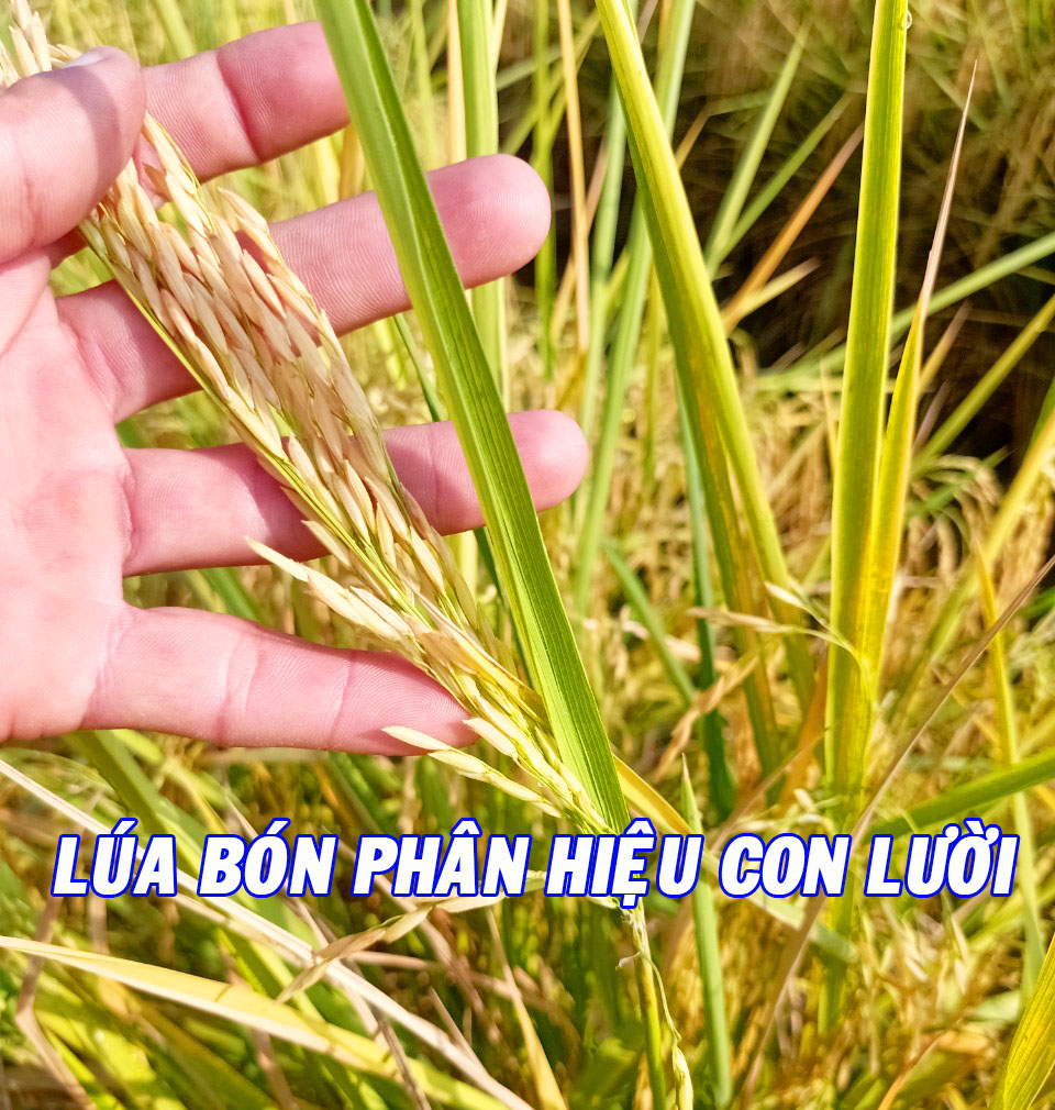 Lúa ST24 đạt năng suất