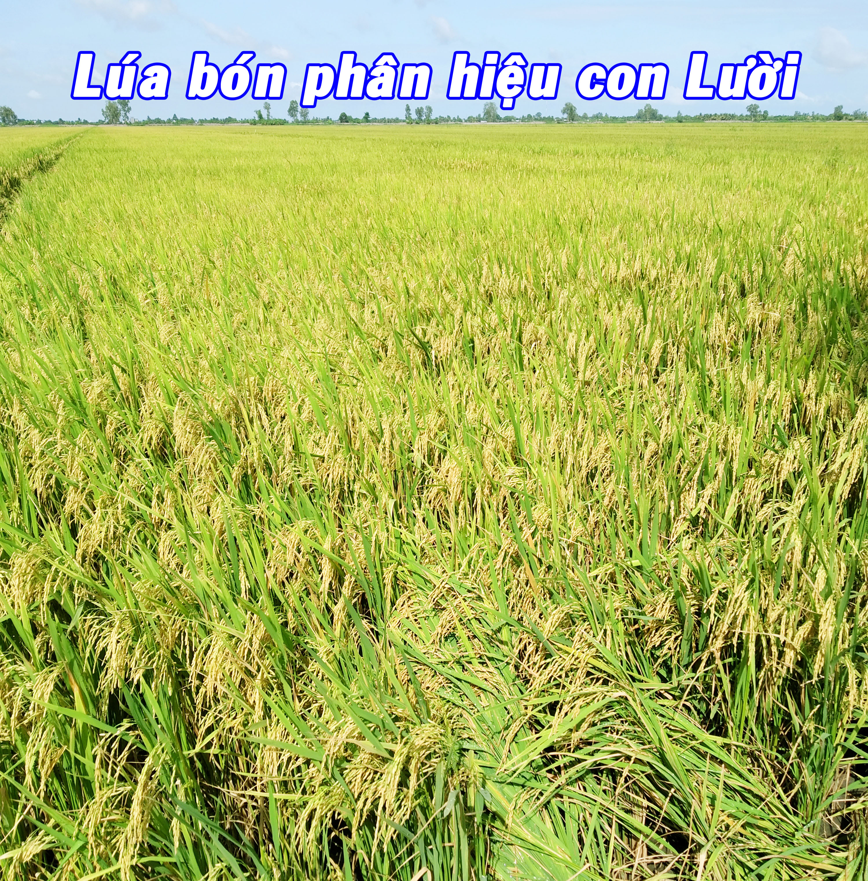 lúa OM5451 bón phân hiệu con Lười cho năng suất hiệu quả cao