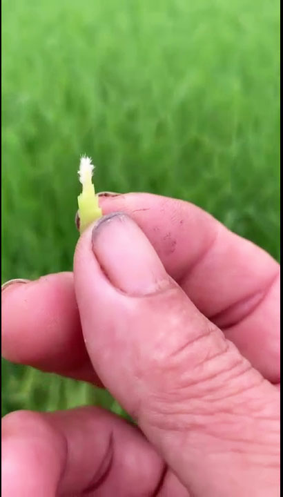 Bón phân đón đòng cho lúa