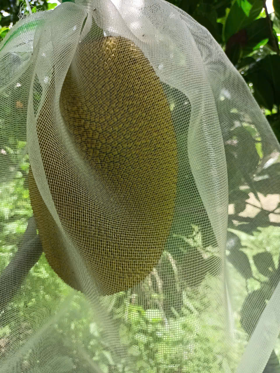 phân bón hiệu con lười,