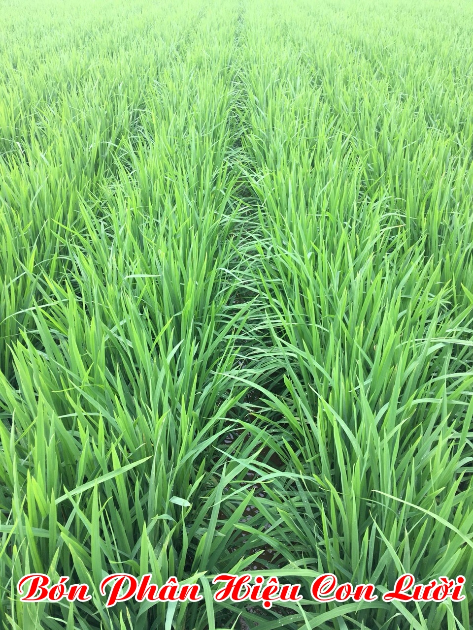 phân bón hiệu con lười cho lúa vụ hè thu
