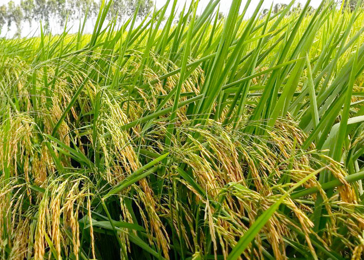 ST24 đạt chất lượng cao khi sử dụng phân bón hiệu con lười