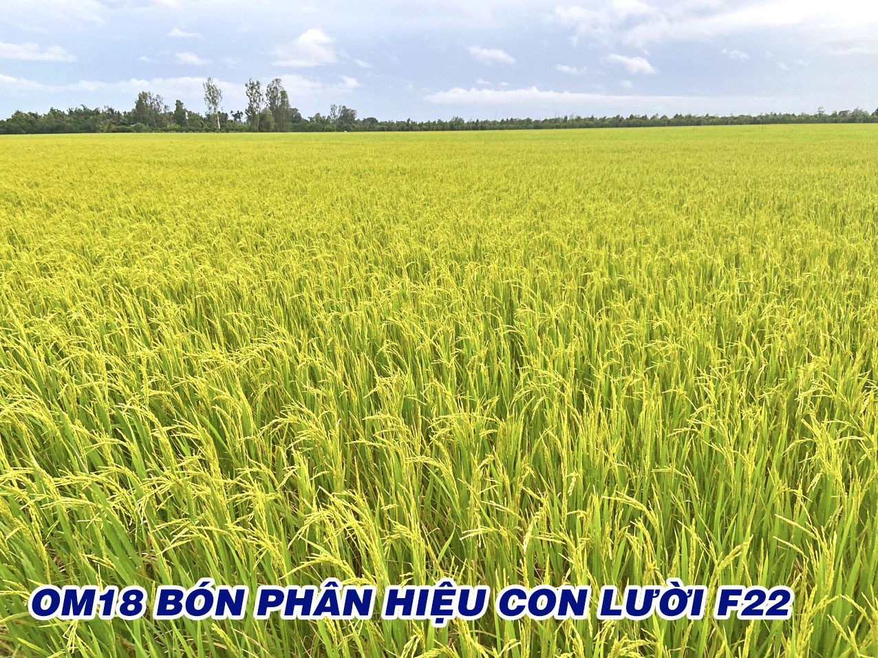 om18, phân bón hiệu con lười,