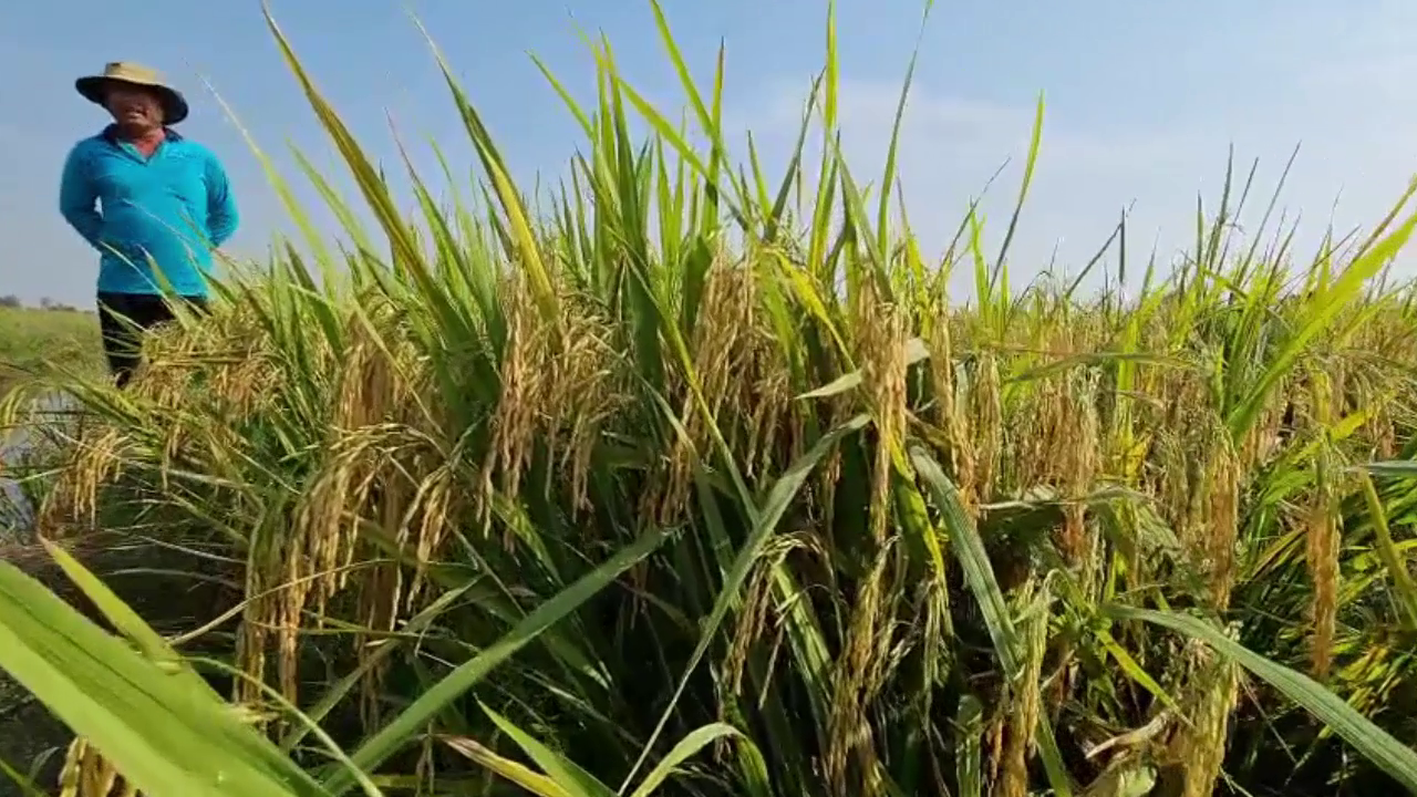 Phân bón hiệu Con Lười, Lúa Om18