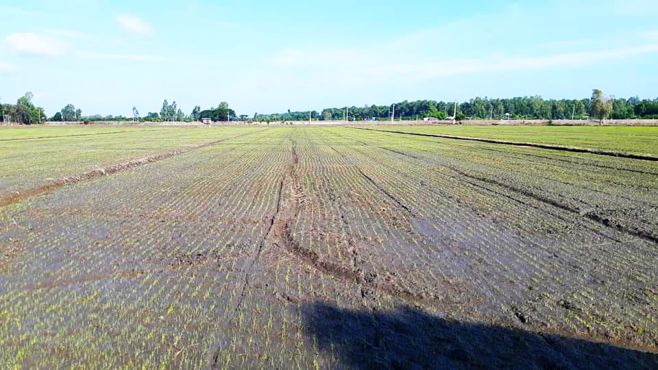 Lúa 8 -  10 ngày bón phân đợt 1