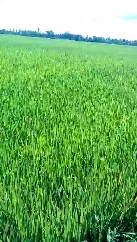 Lúa OM5451 đã sử dụng phân bón hiệu con lười tại tỉnh sóc trăng, cây lúa phát triển tốt