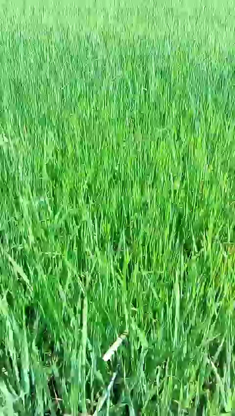 Lúa 50 ngày đã bón phân hiệu con lười