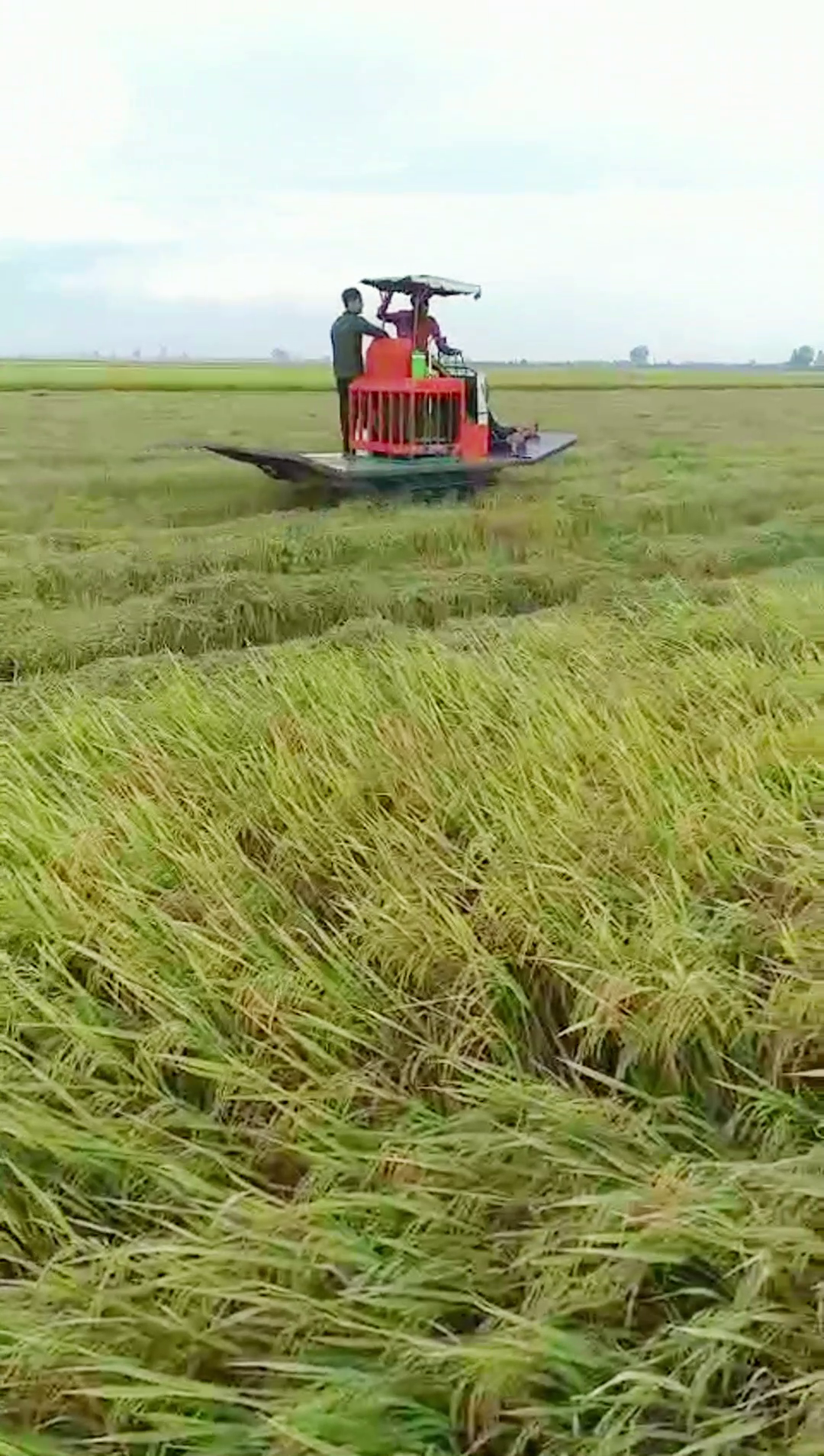 lúa Om5451 vụ hè 2023