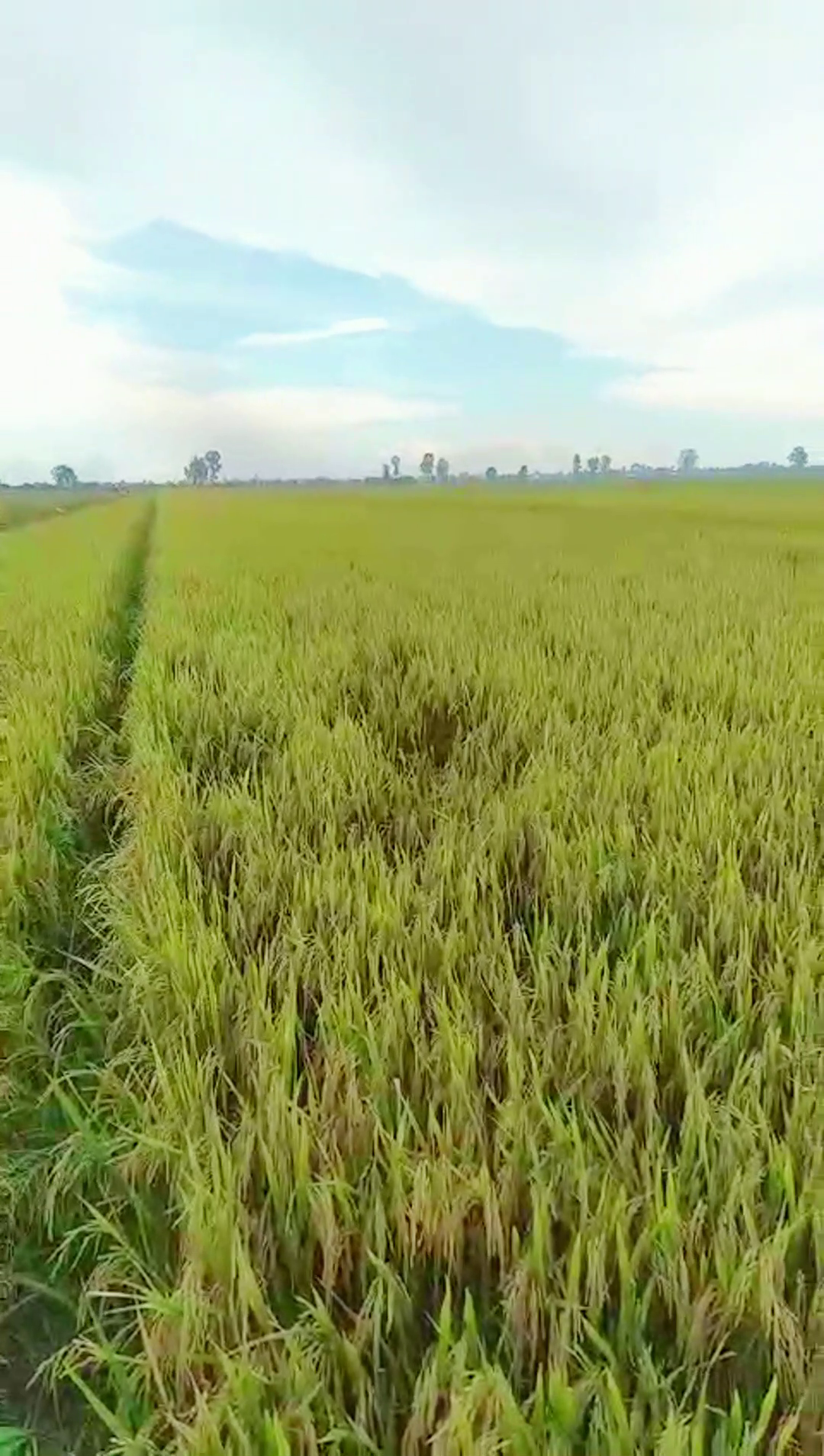 lúa bón phân hiệu con lười tại Cần Thơ