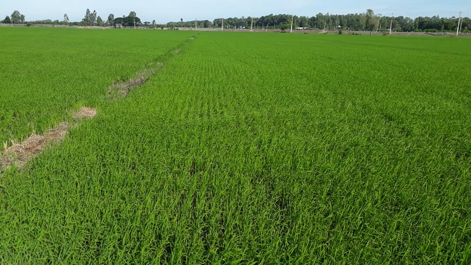 Sau dặm tỉa bón phân đợt 2