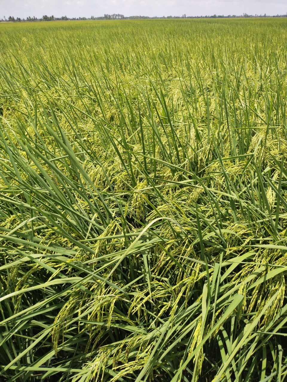 lúa ST24 cho năng suất chất lượng cao