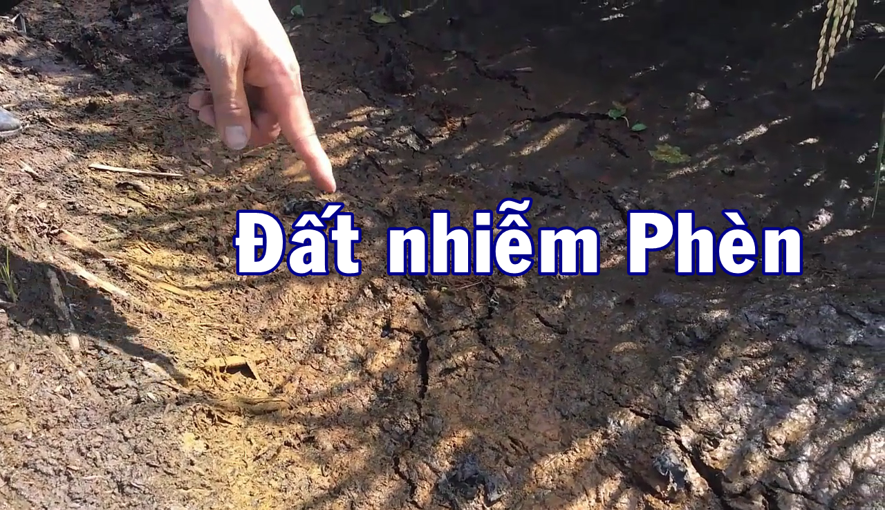 đất nhiềm phèn đất chua