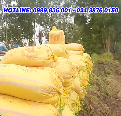 đài thơm tám, thu hoạch, phân,