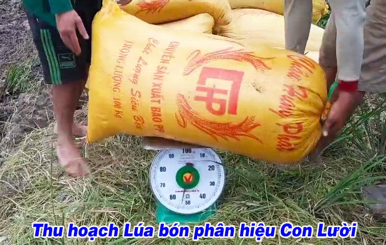 đài thơm tám, phân, thu hoạch