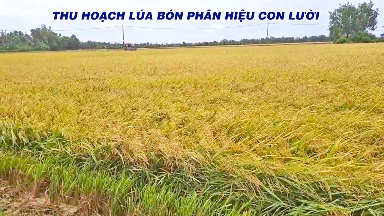 đài thơm tám, thu hoạch,