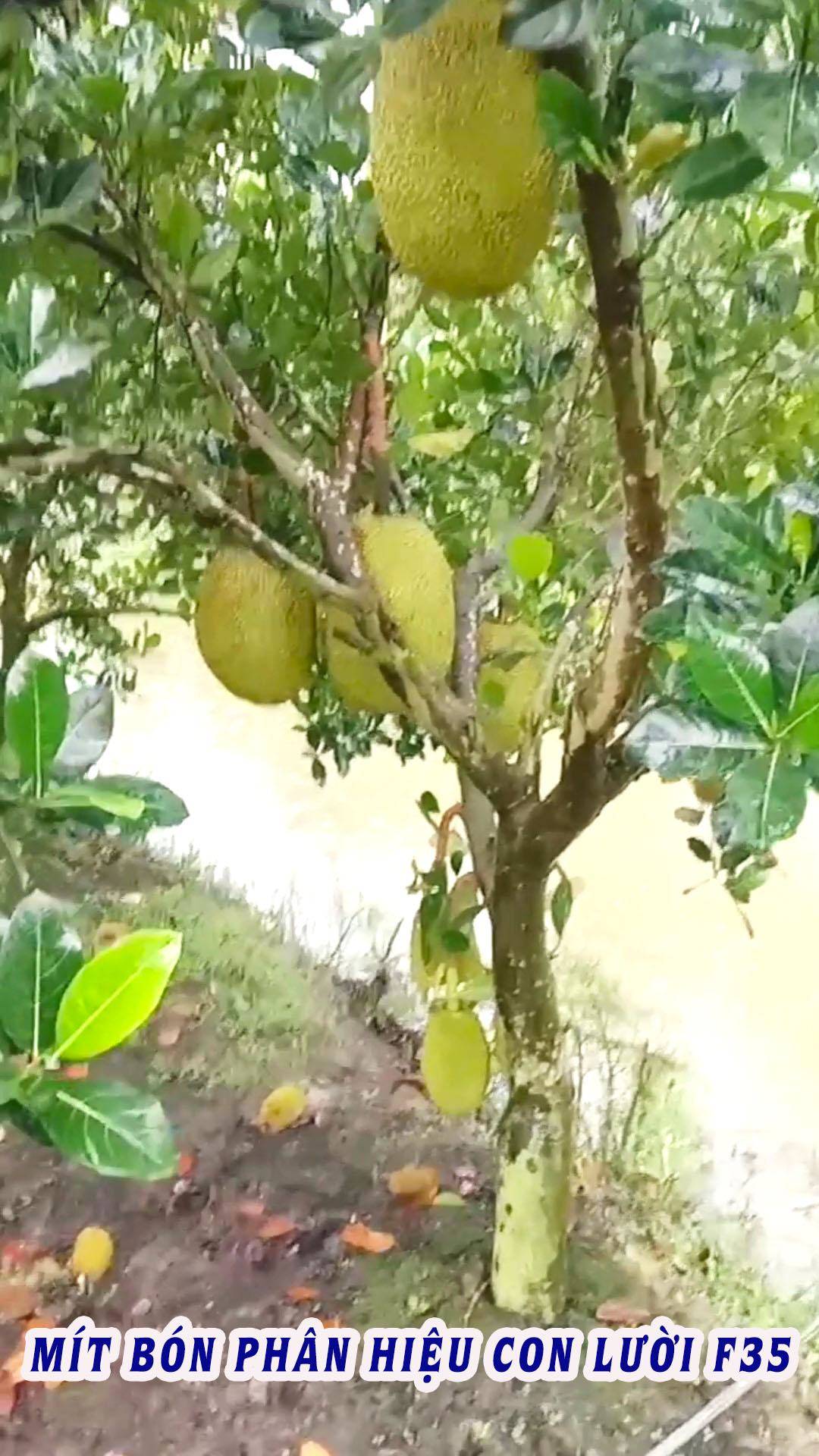 phân bón hiệu con lười f35