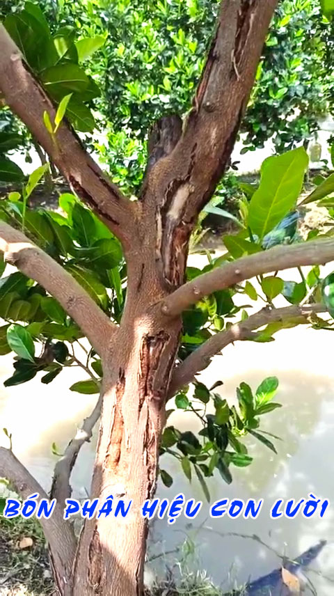 nứt thân, xì mủ, phân bón hiệu con lười, 