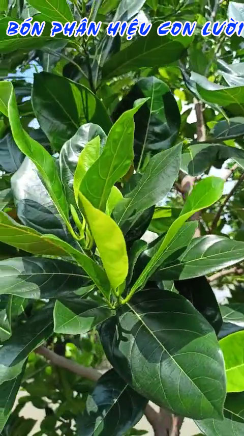 nứt thân, xì mủ, phân bón hiệu con lười, 