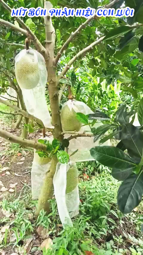 ph&acirc;n b&oacute;n hiệu con lười, 