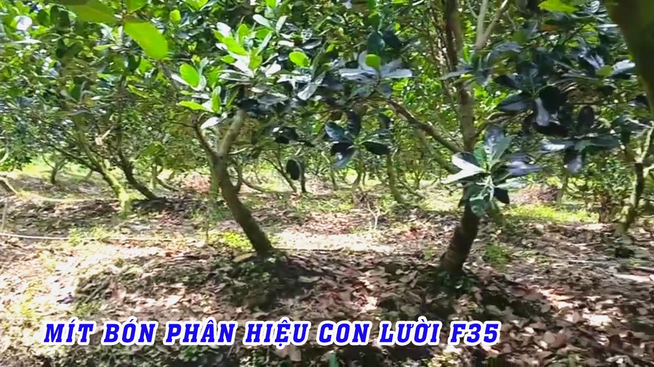 phân bón hiệu con lười,