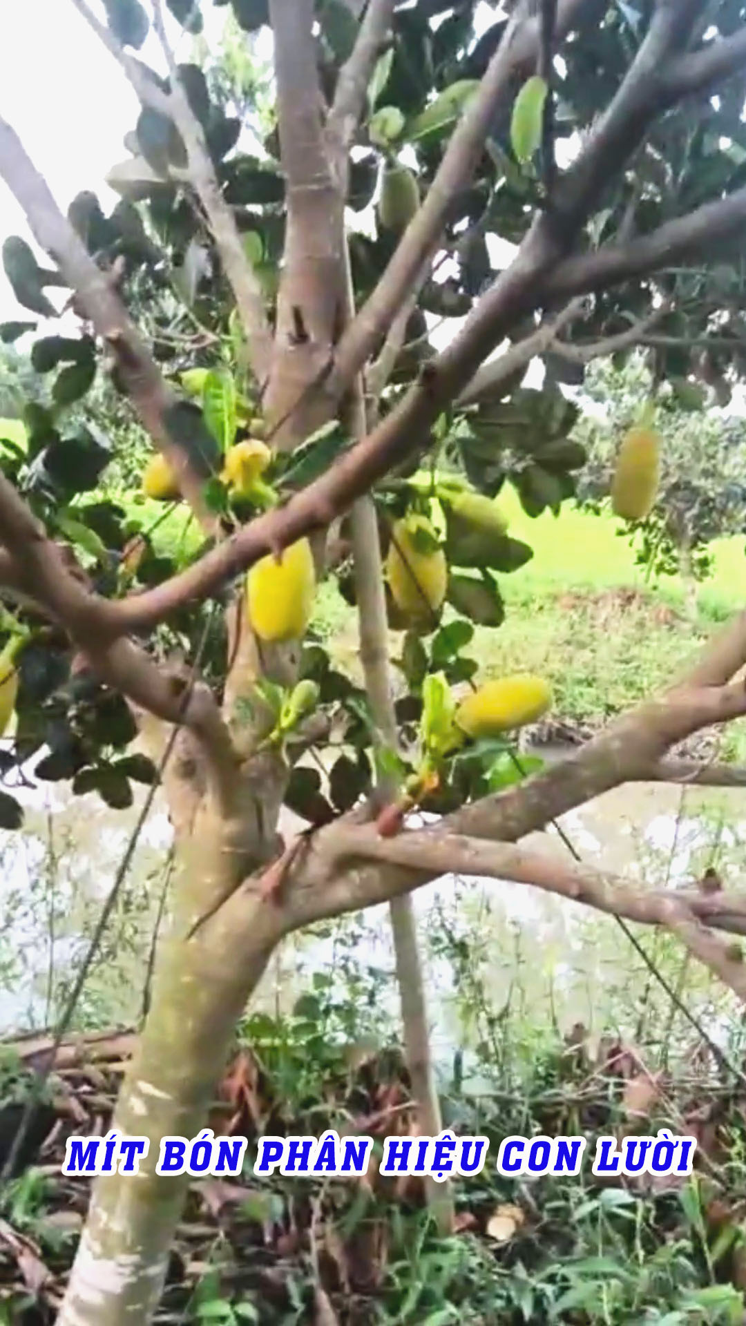 phân bón hiệu con lười,