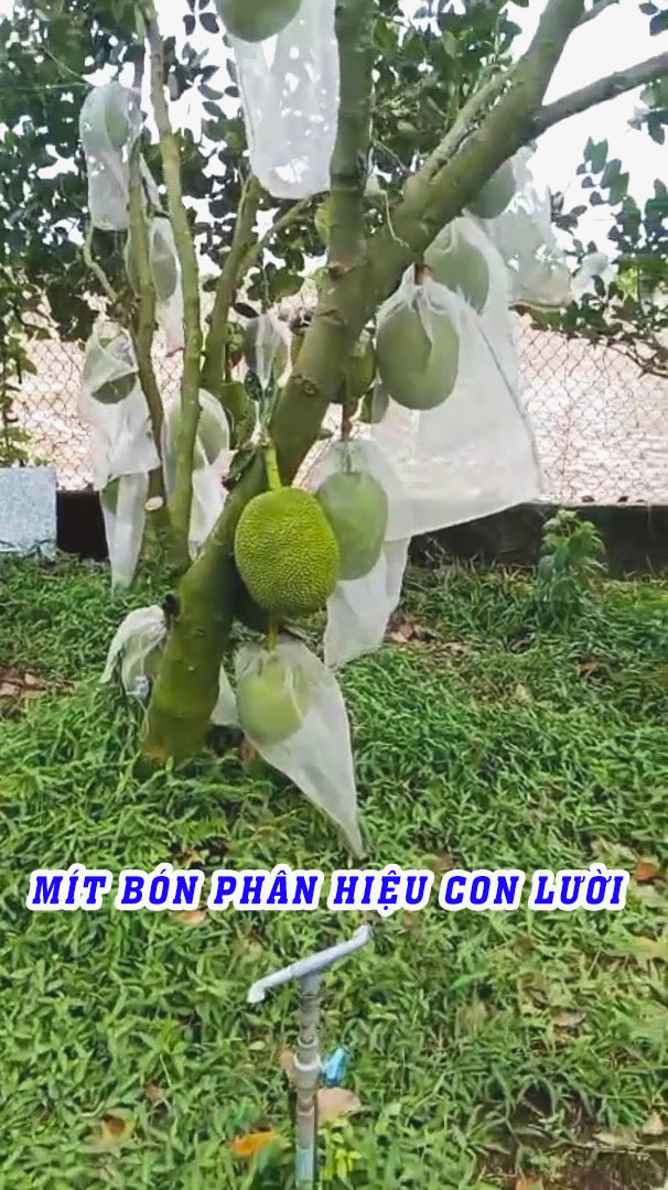 phân bón hiệu con lười,