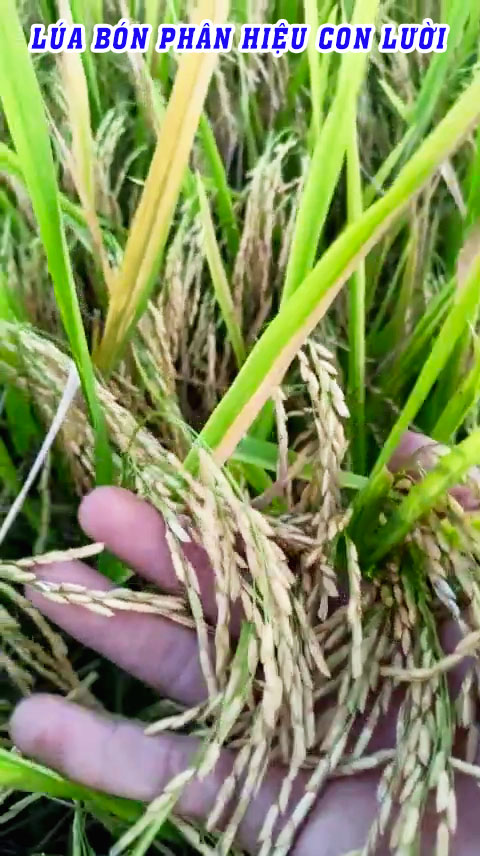 ph&acirc;n b&oacute;n hiệu con lười, 