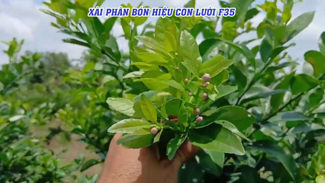 phân bón hiệu con lười,