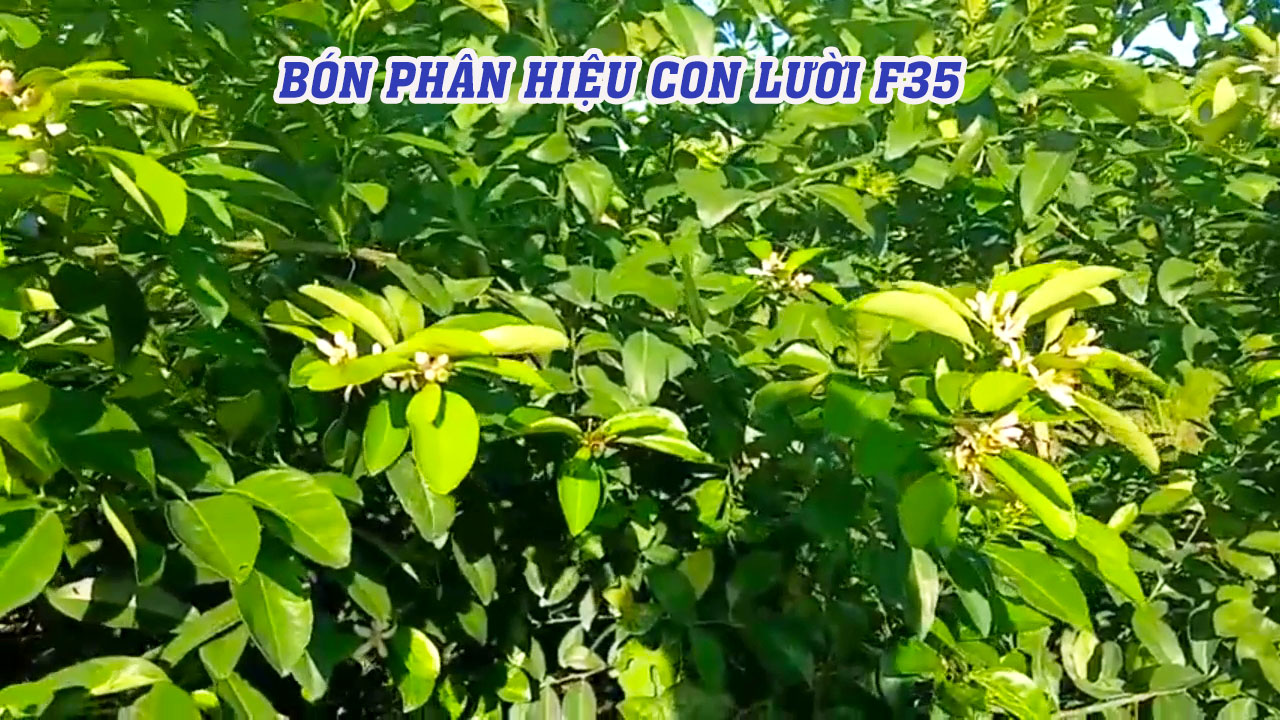 phân bón hiệu Con Lười,