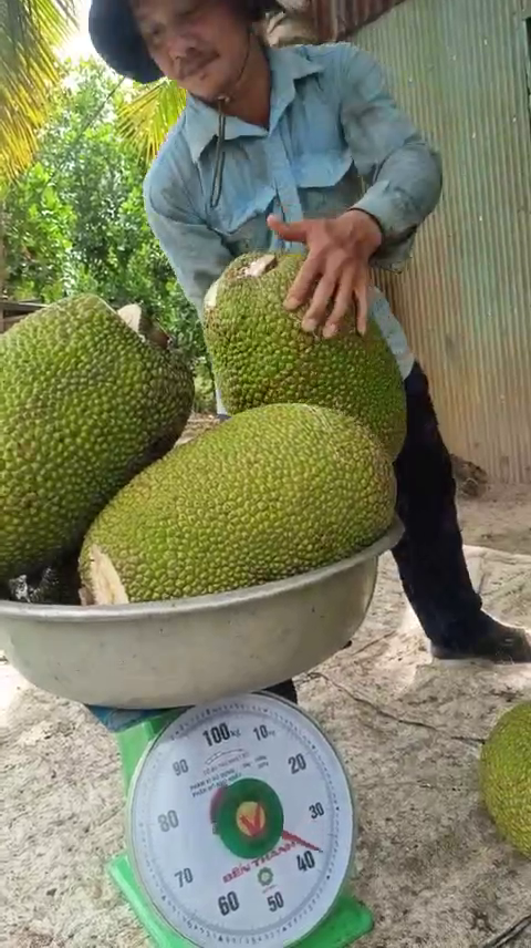 phân bón hiệu con lười, 