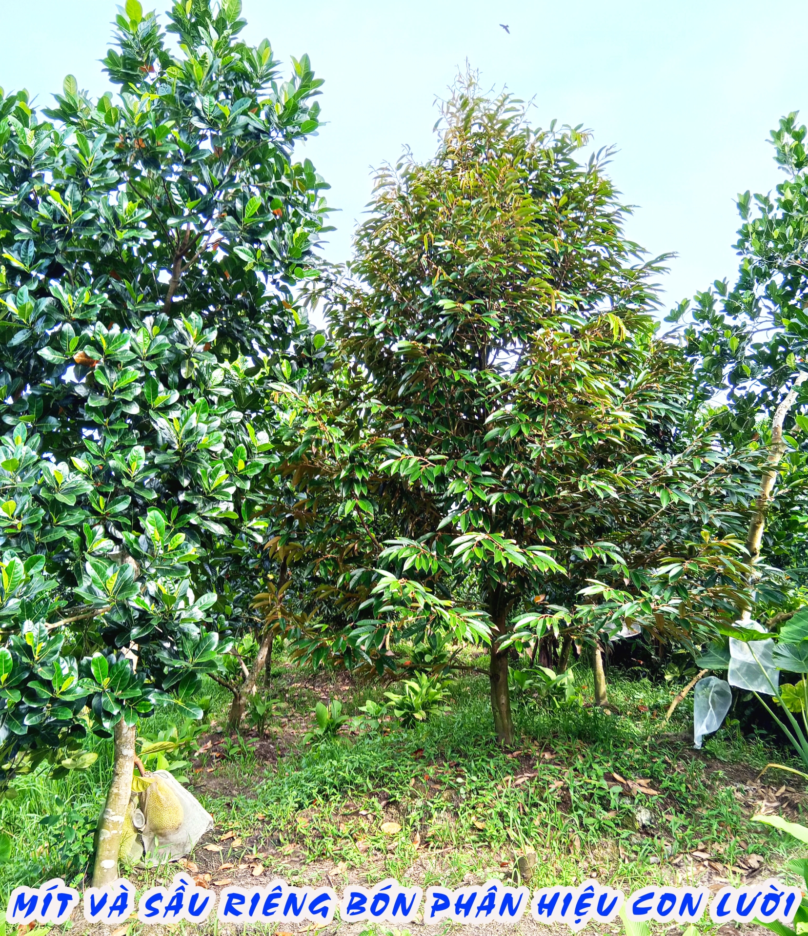 phân bón hiệu con lười, 