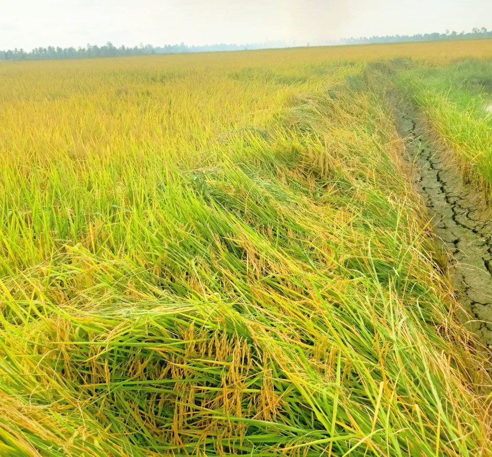 Lúa ST24 bón phân hiệu con Lười