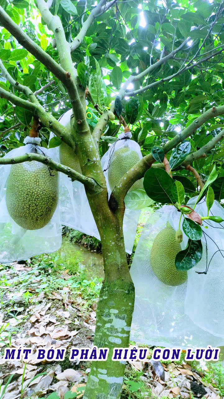 phân bón hiệu con lười,