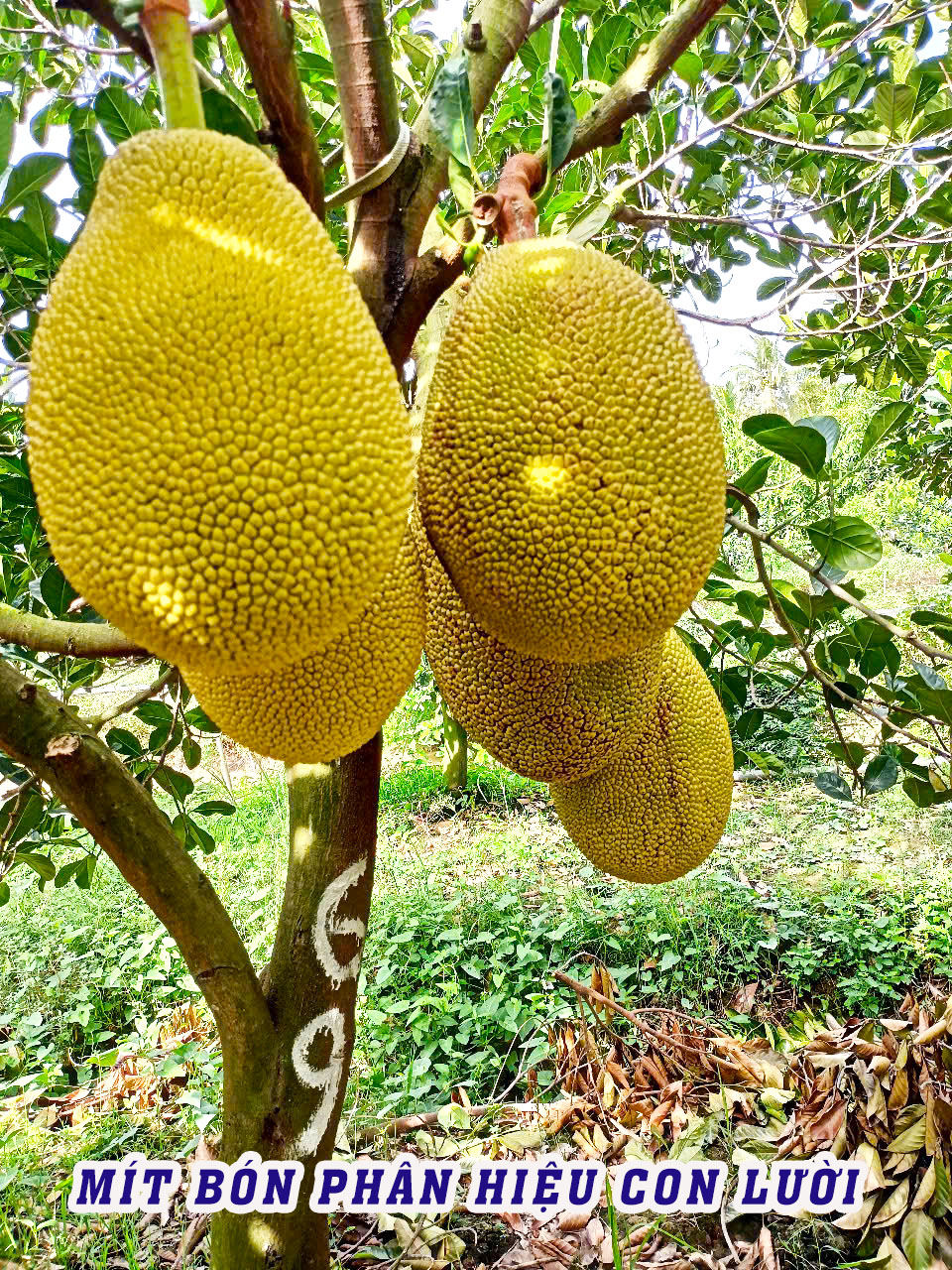 phân bón hiệu con lười,