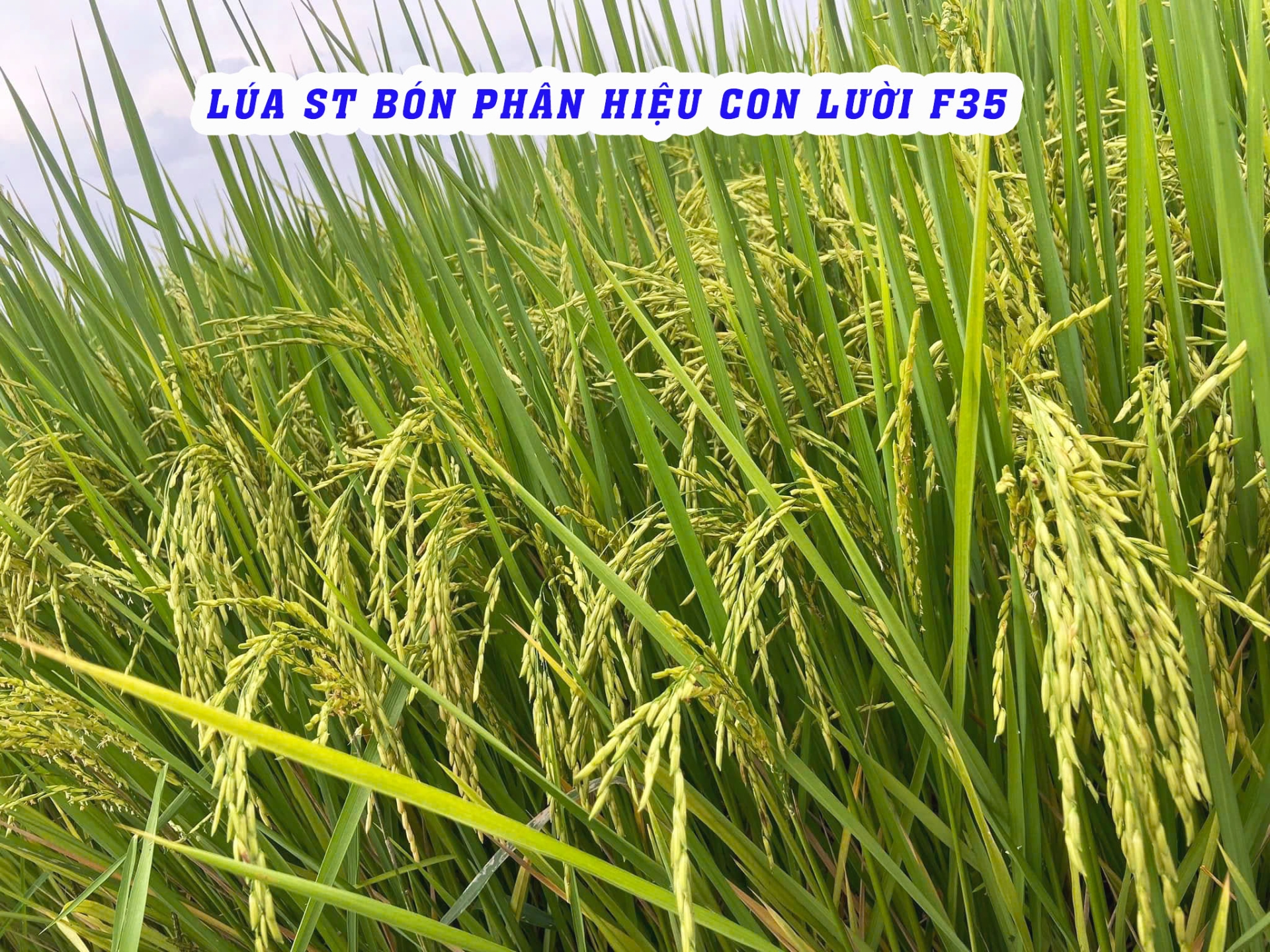 phân bón hiệu con lười, lúa, 