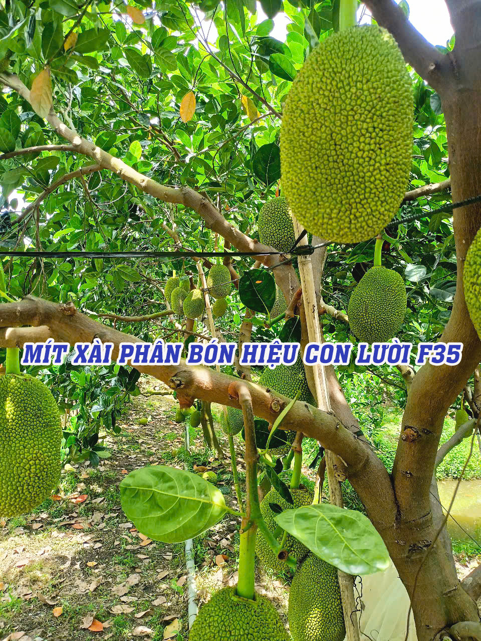 phân bón hiệu con lười,