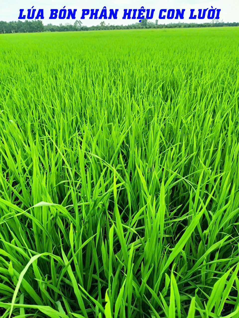 phân bón hiệu con lười,