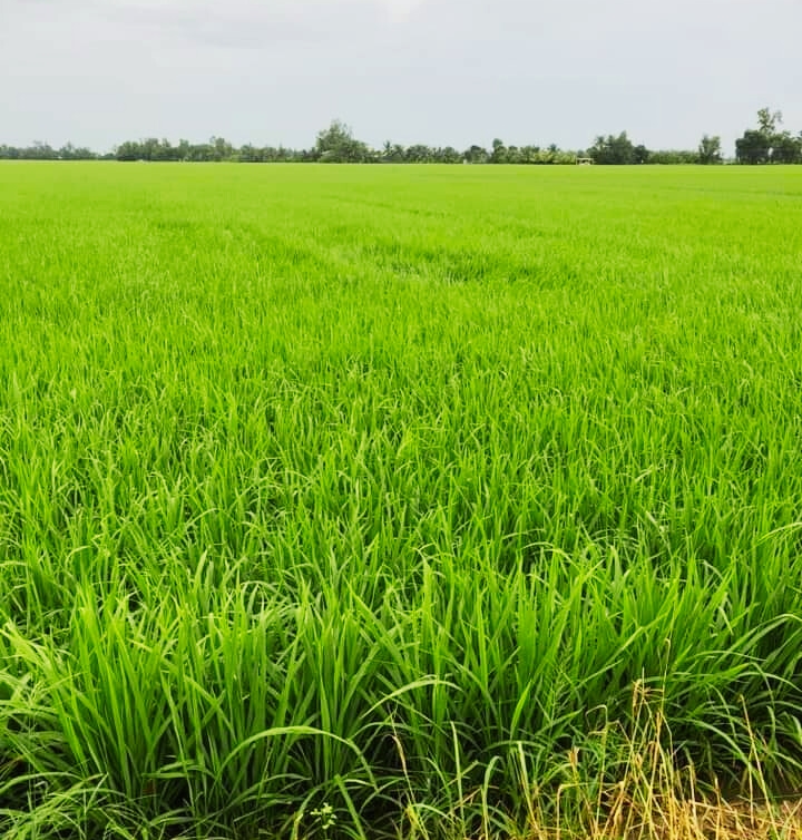 Phân bón hiệu Con Lười F22,