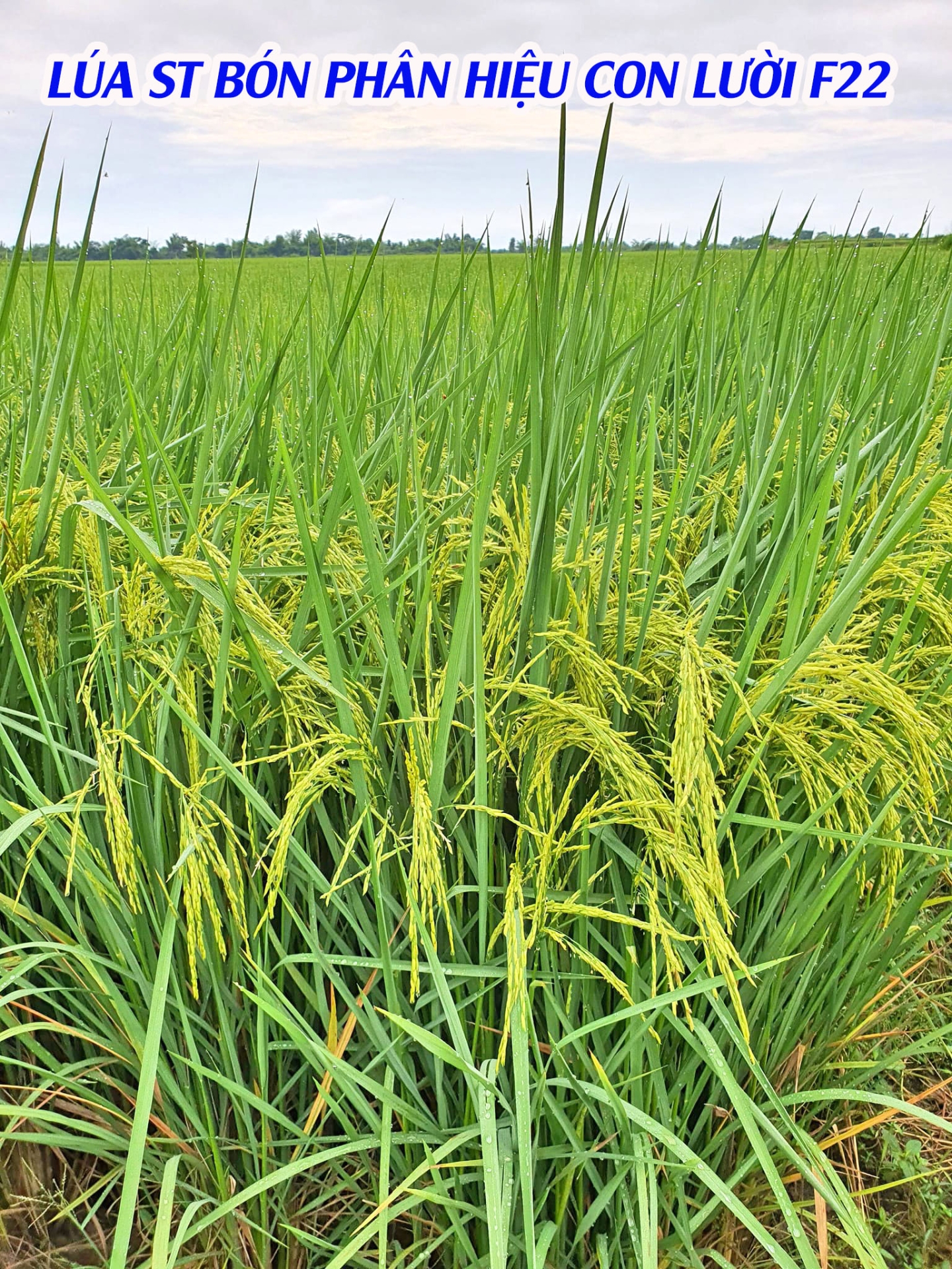 chống đổ ngã, phân bón,