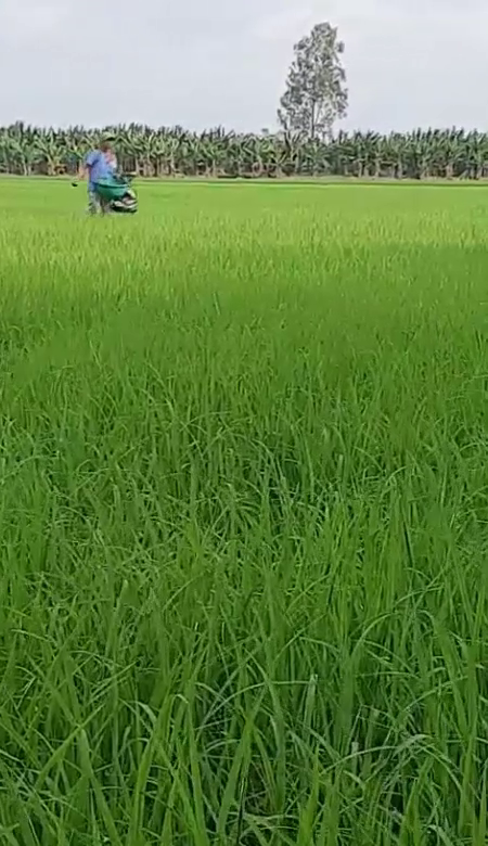 Phân bón hiệu Con Lười, cây lúa