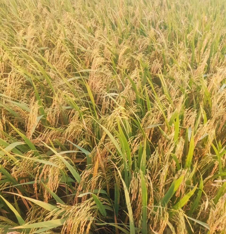 Phân bón hiệu Con Lười, lúa OM18