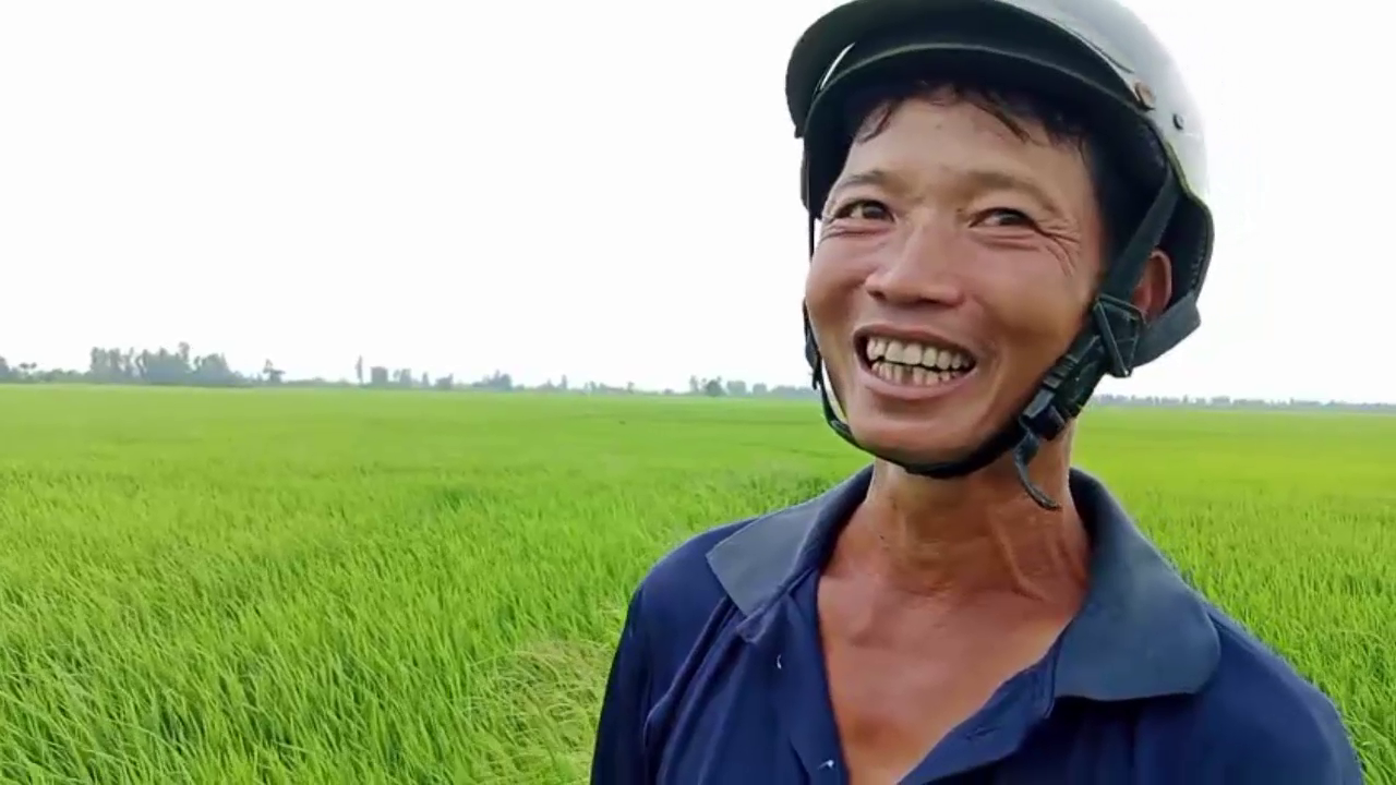 Phân bón hiệu Con Lười F35, lúa