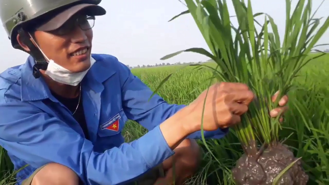 Phân bón hiệu Con Lười